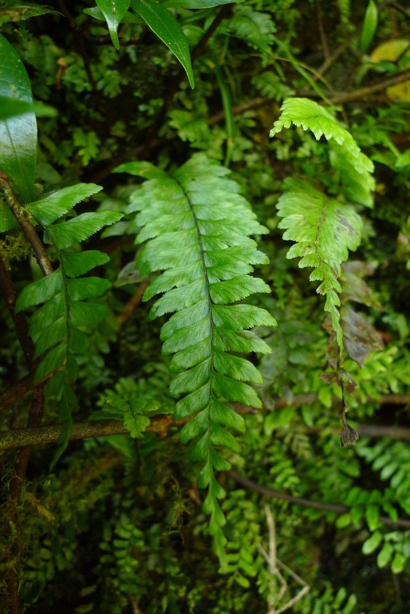 Hymenasplenium perriei photo 2
