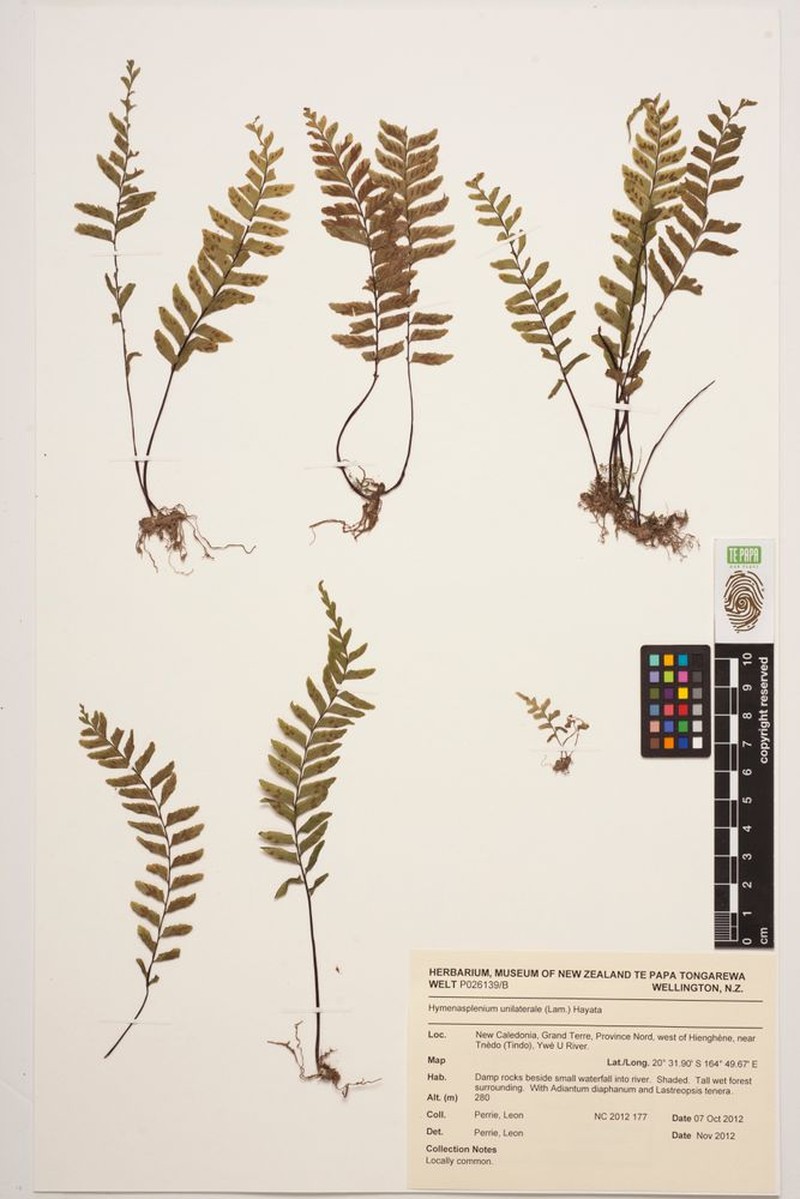 Hymenasplenium perriei photo 3