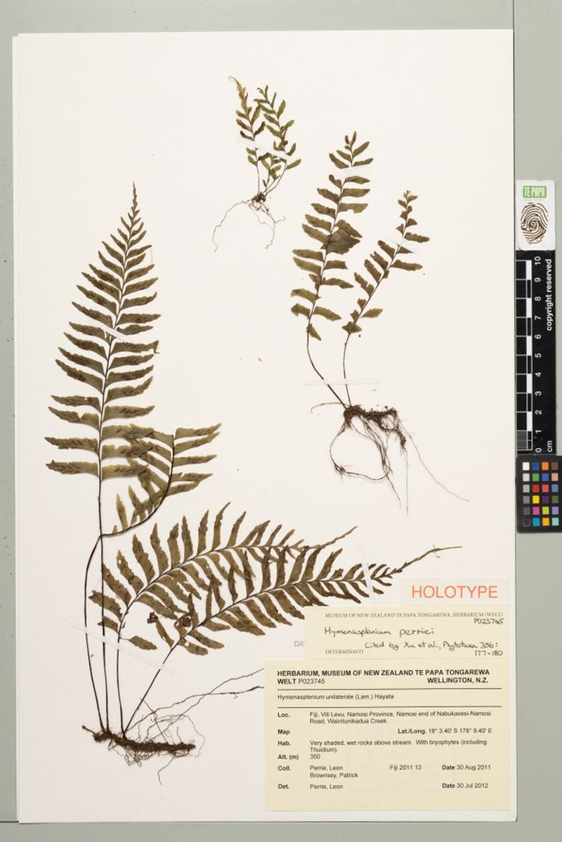 Hymenasplenium perriei photo 4