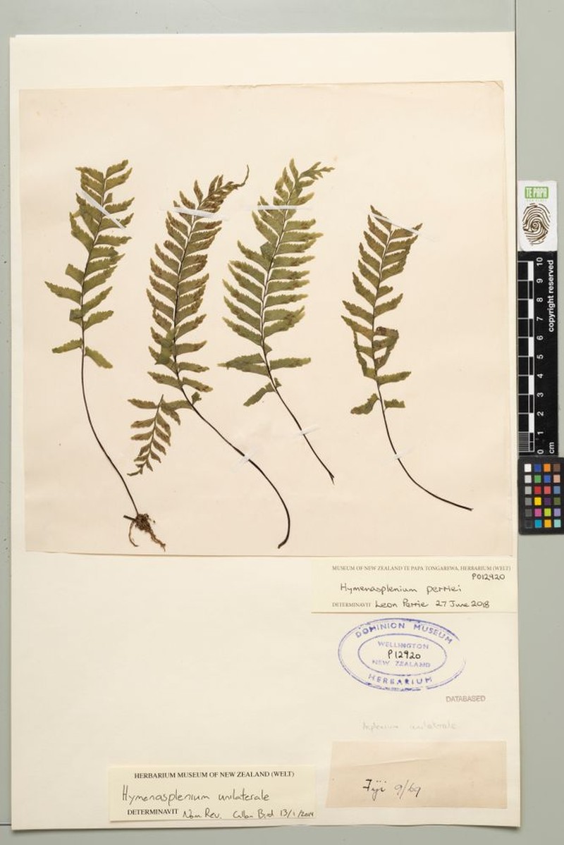Hymenasplenium perriei photo 5
