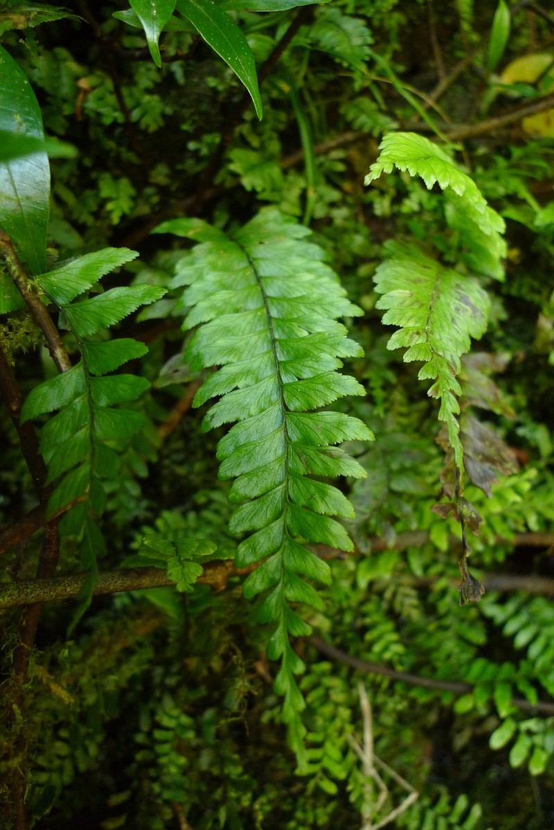 Hymenasplenium perriei