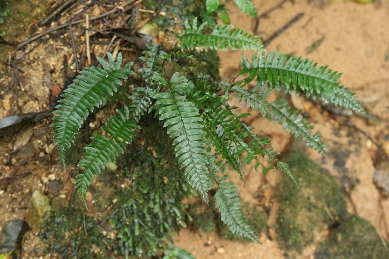 Hymenasplenium phamhoanghoi
