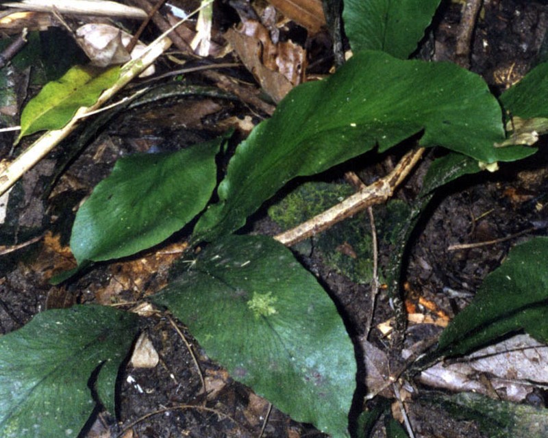 Hymenasplenium praestans