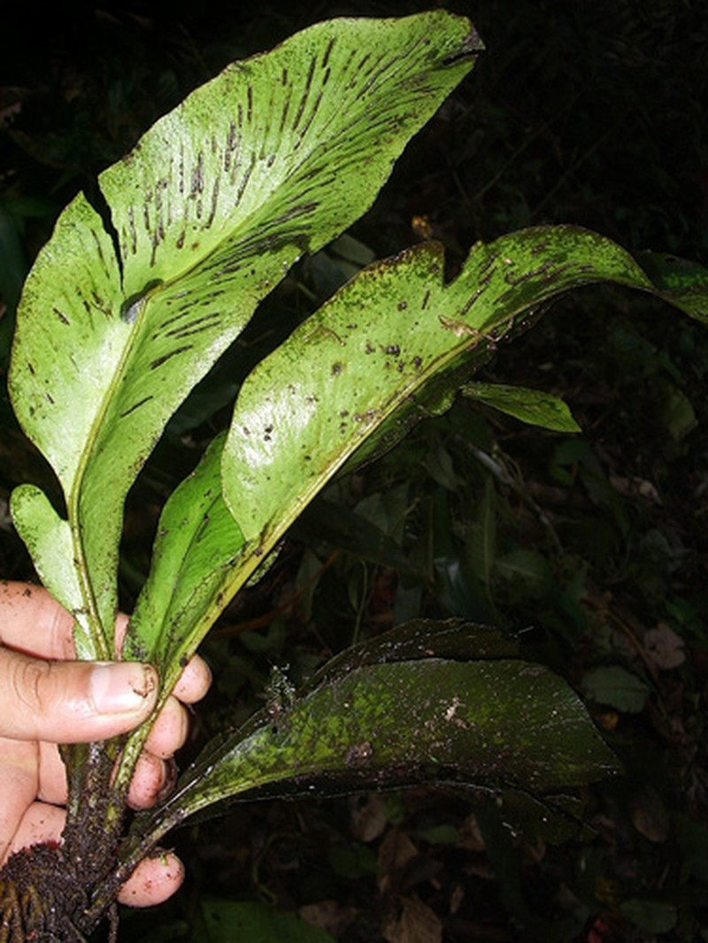 Hymenasplenium praestans photo 2