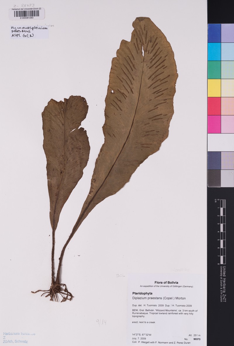 Hymenasplenium praestans photo 3