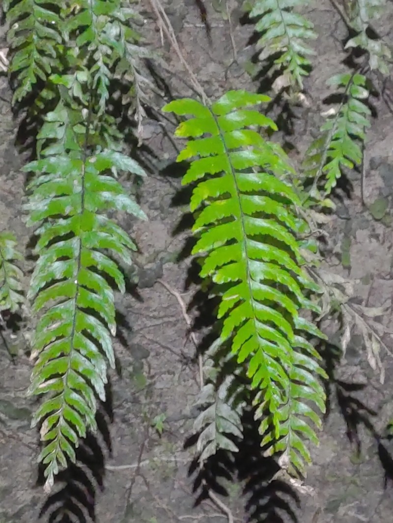 Hymenasplenium pubirhizoma