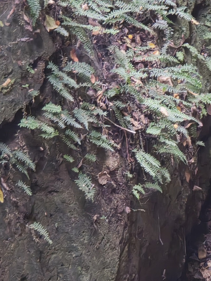 Hymenasplenium pubirhizoma photo 2