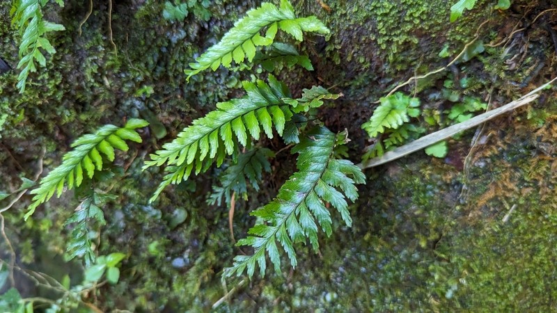 Hymenasplenium pubirhizoma photo 3