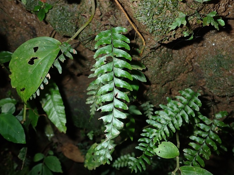 Hymenasplenium pubirhizoma photo 4