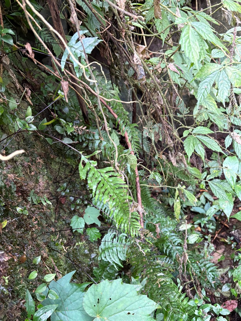 Hymenasplenium pubirhizoma photo 5