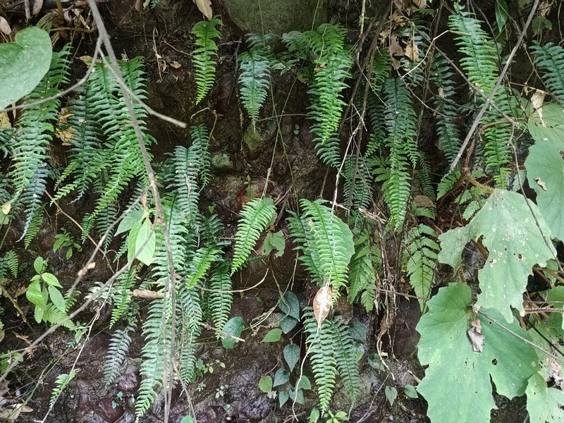 Hymenasplenium pubirhizoma photo 6