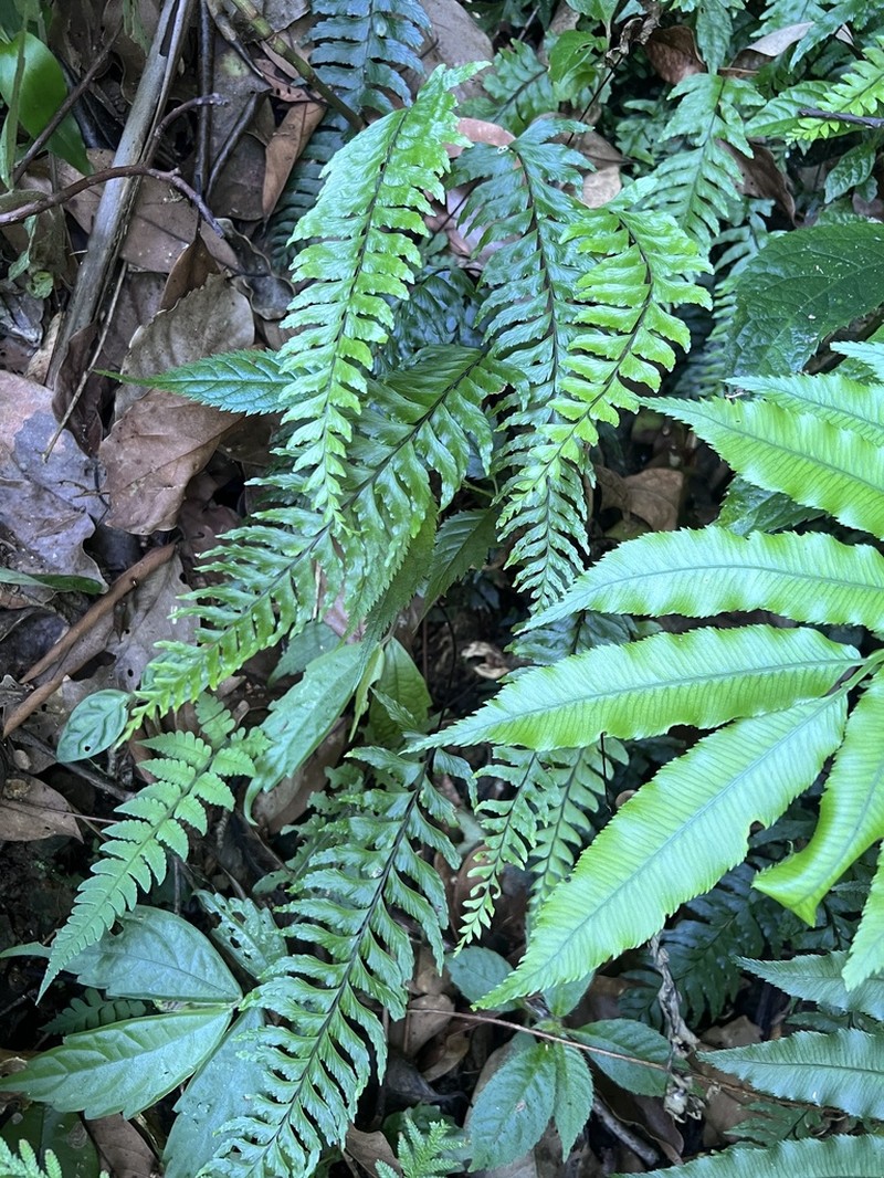 Hymenasplenium pubirhizoma photo 7