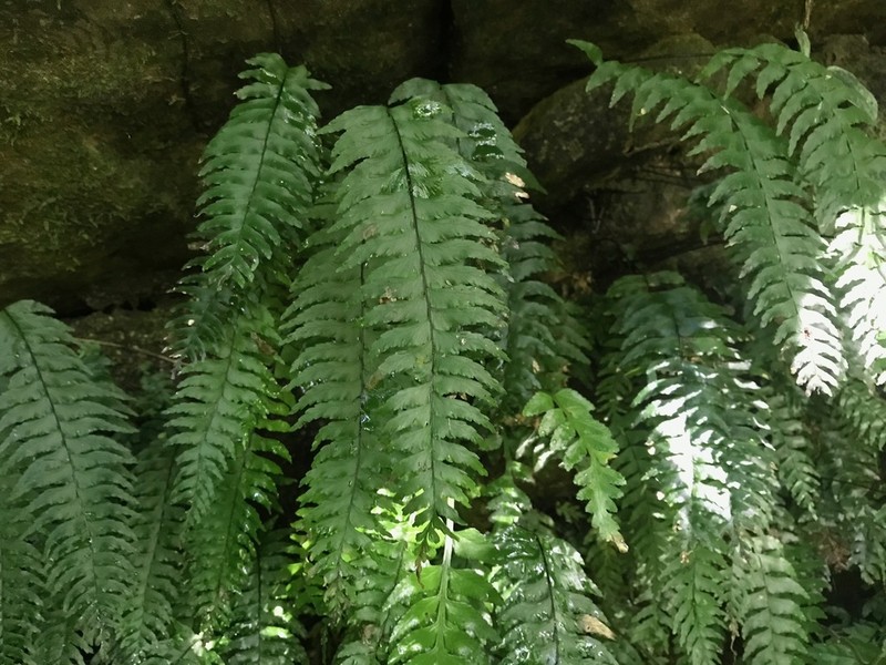 Hymenasplenium pubirhizoma photo 8