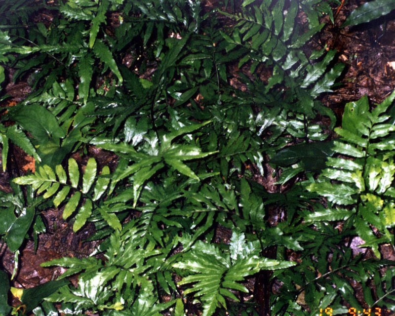 Hymenasplenium purpurascens
