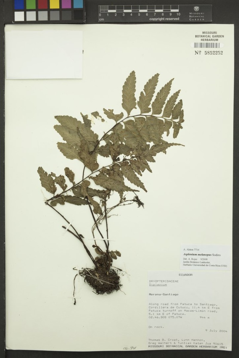 Hymenasplenium purpurascens photo 3
