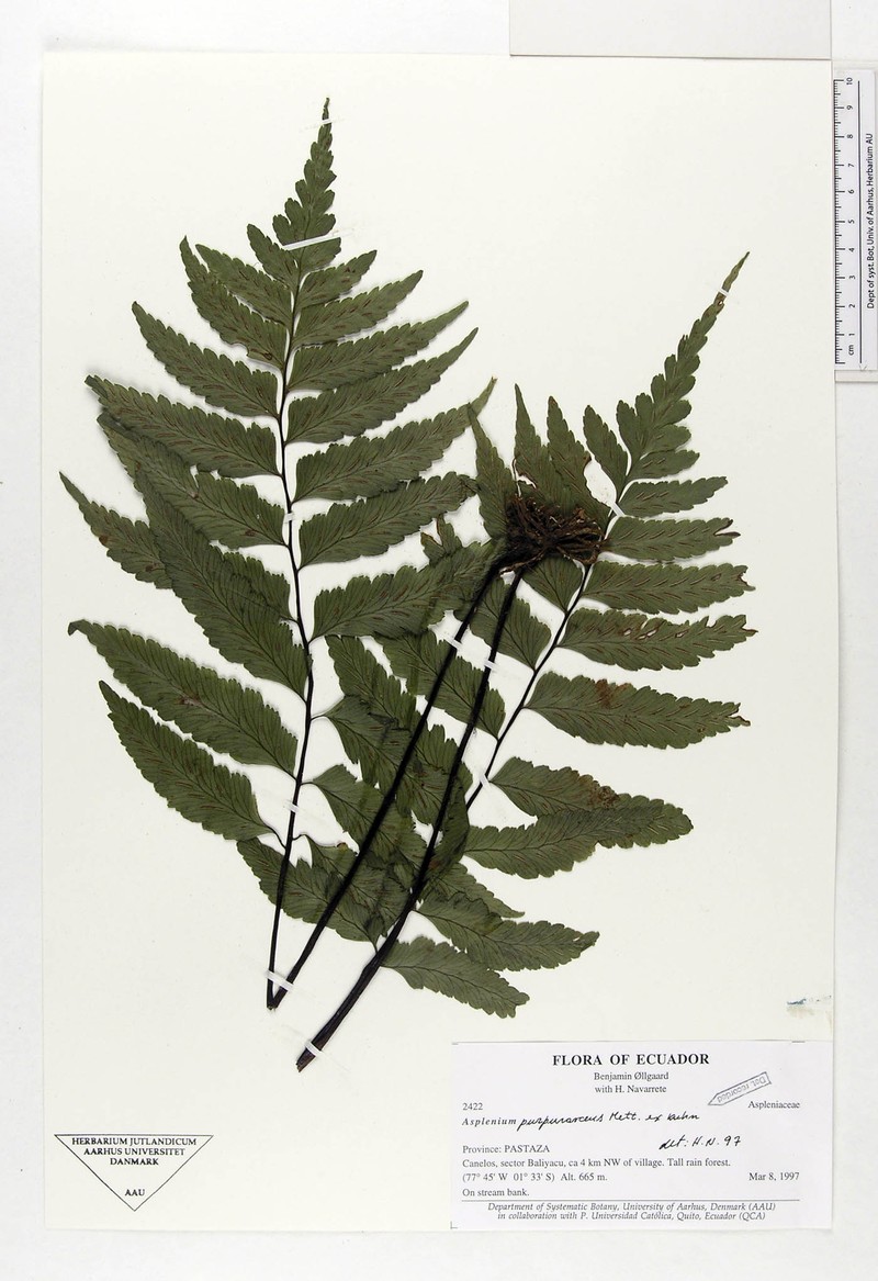 Hymenasplenium purpurascens photo 4
