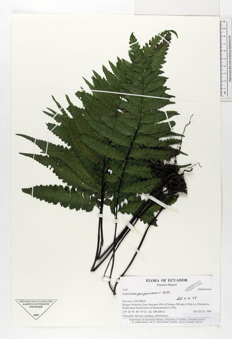 Hymenasplenium purpurascens photo 5