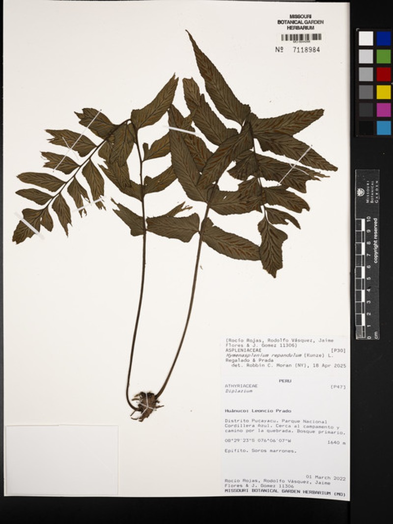 Hymenasplenium repandulum