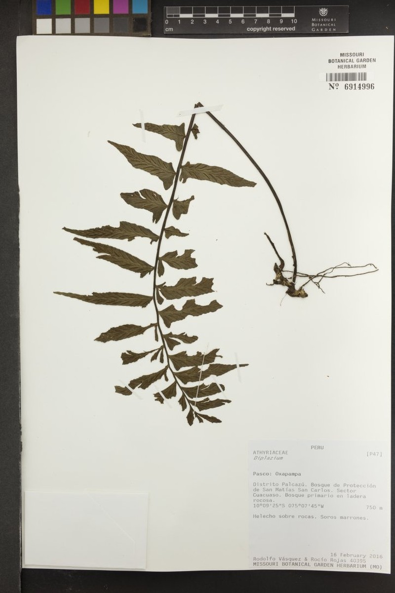 Hymenasplenium repandulum photo 2