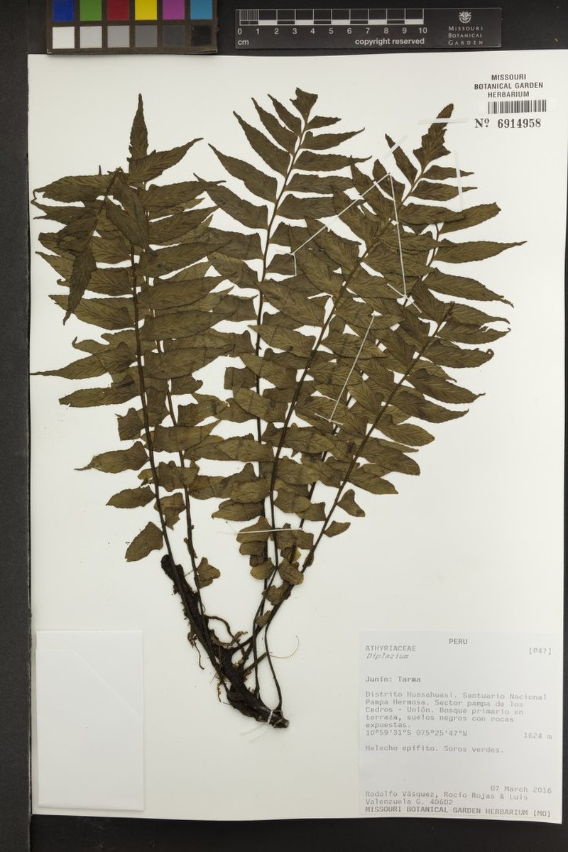 Hymenasplenium repandulum photo 3
