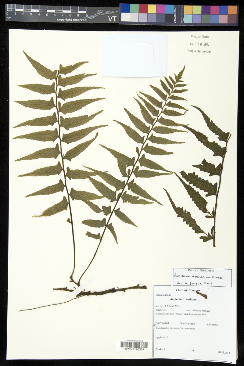 Hymenasplenium repandulum photo 4