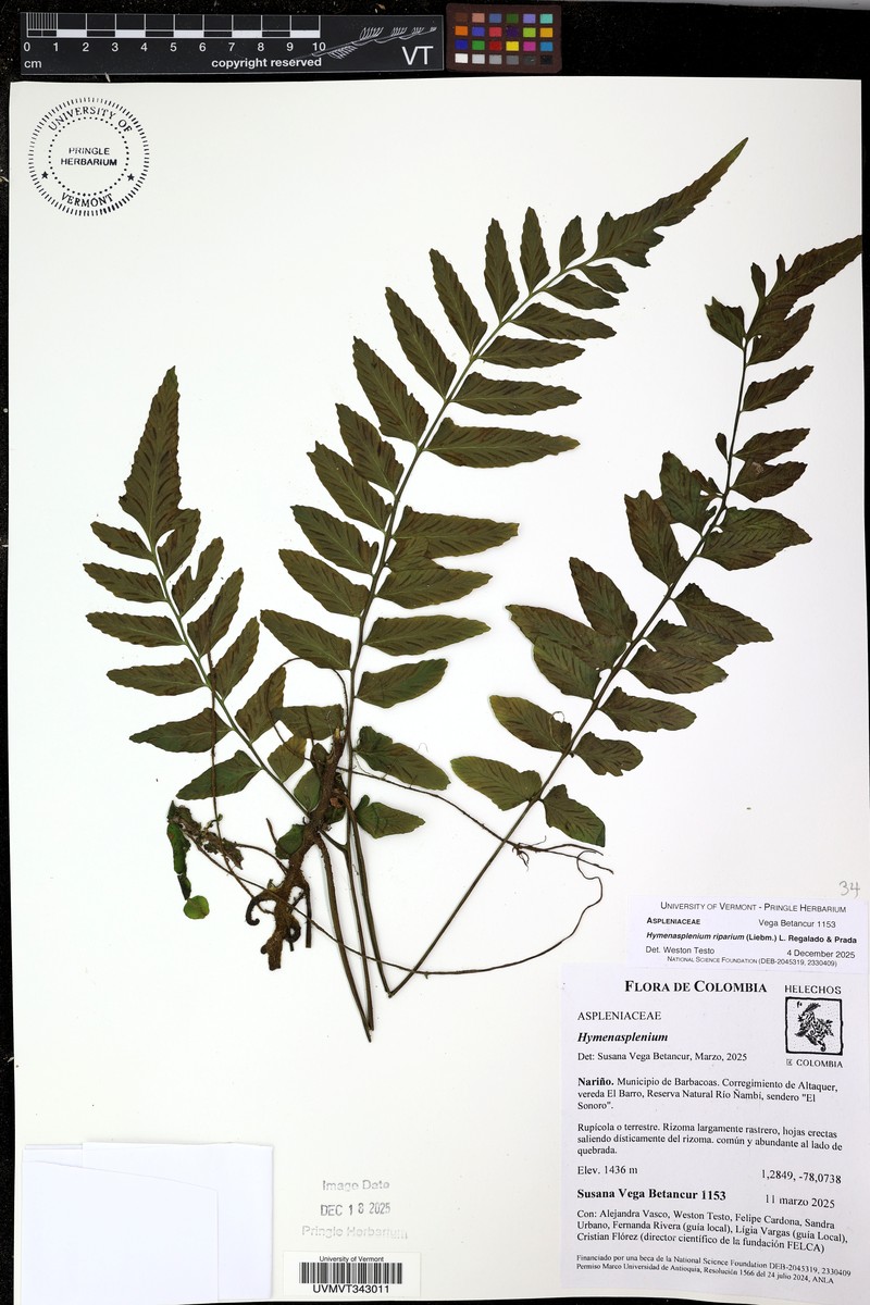 Hymenasplenium riparium
