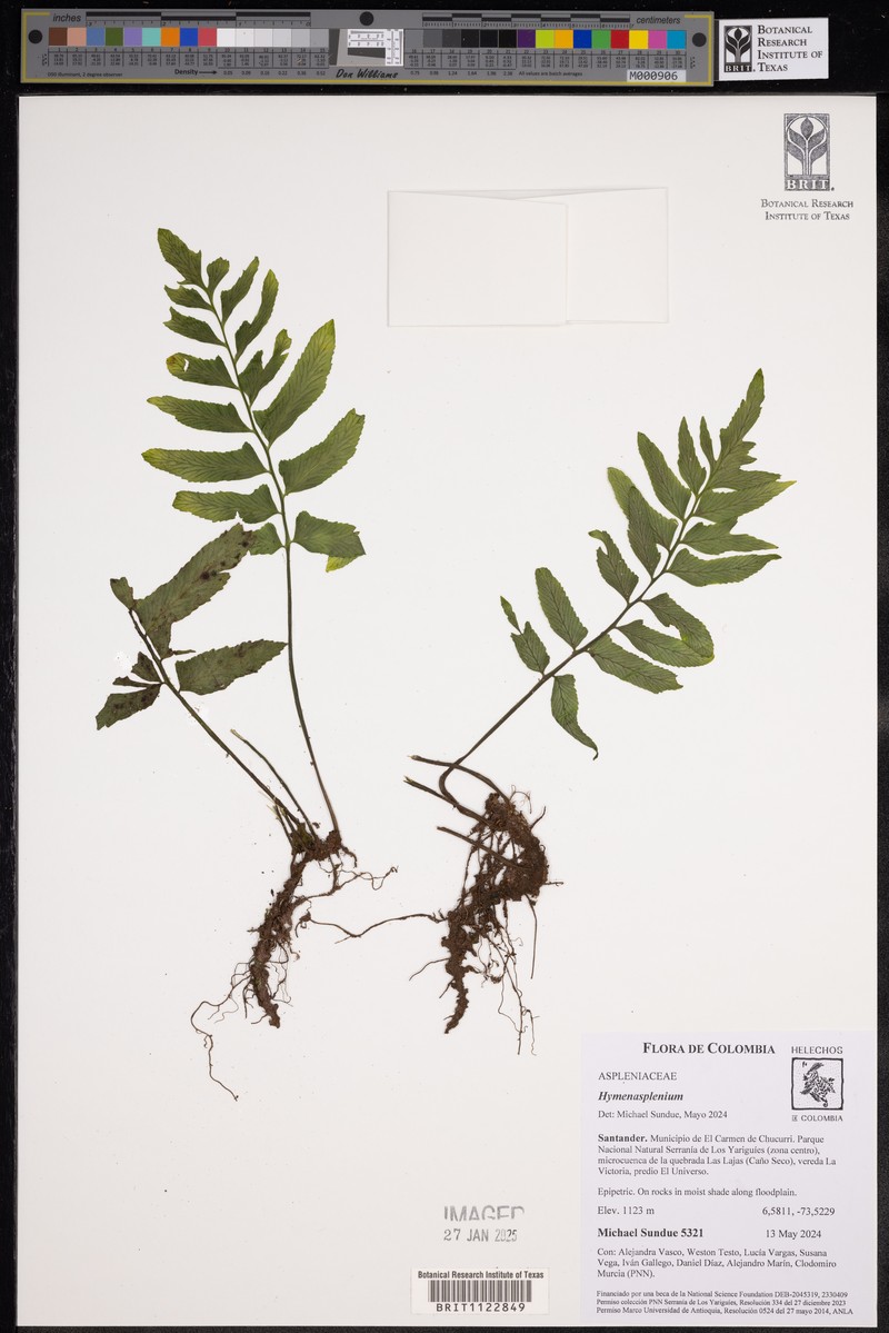 Hymenasplenium riparium photo 2