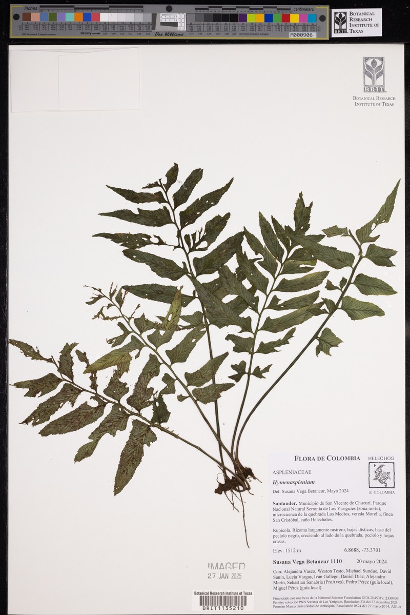Hymenasplenium riparium photo 3
