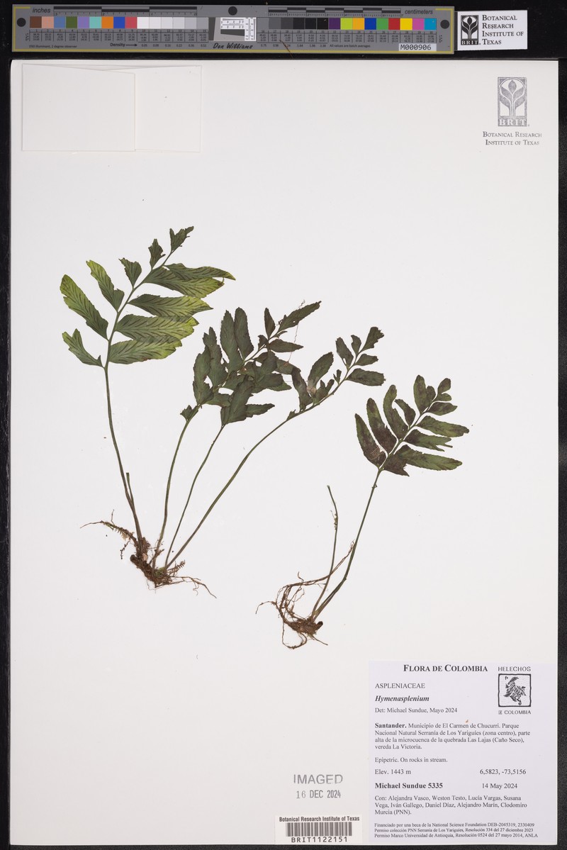 Hymenasplenium riparium photo 4