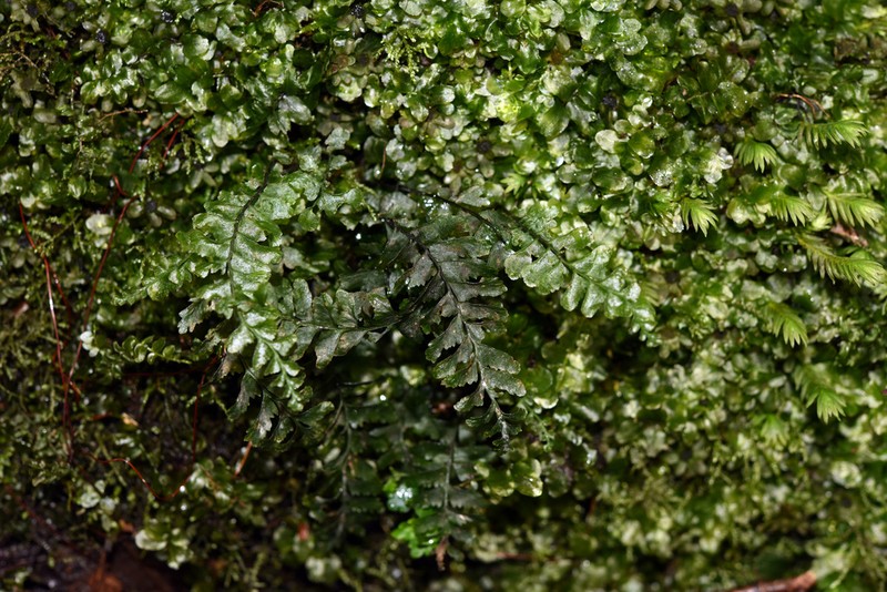 Hymenasplenium sinense