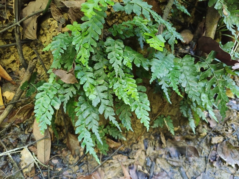 Hymenasplenium subnormale