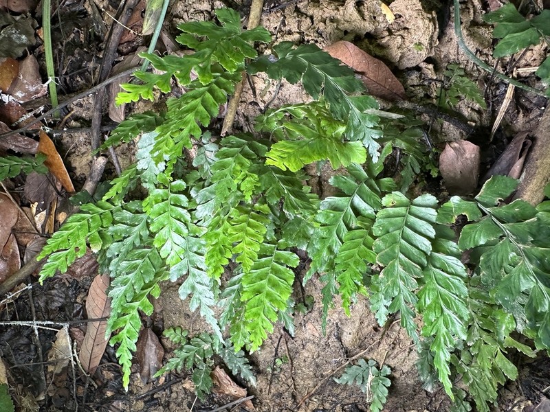 Hymenasplenium subnormale photo 2