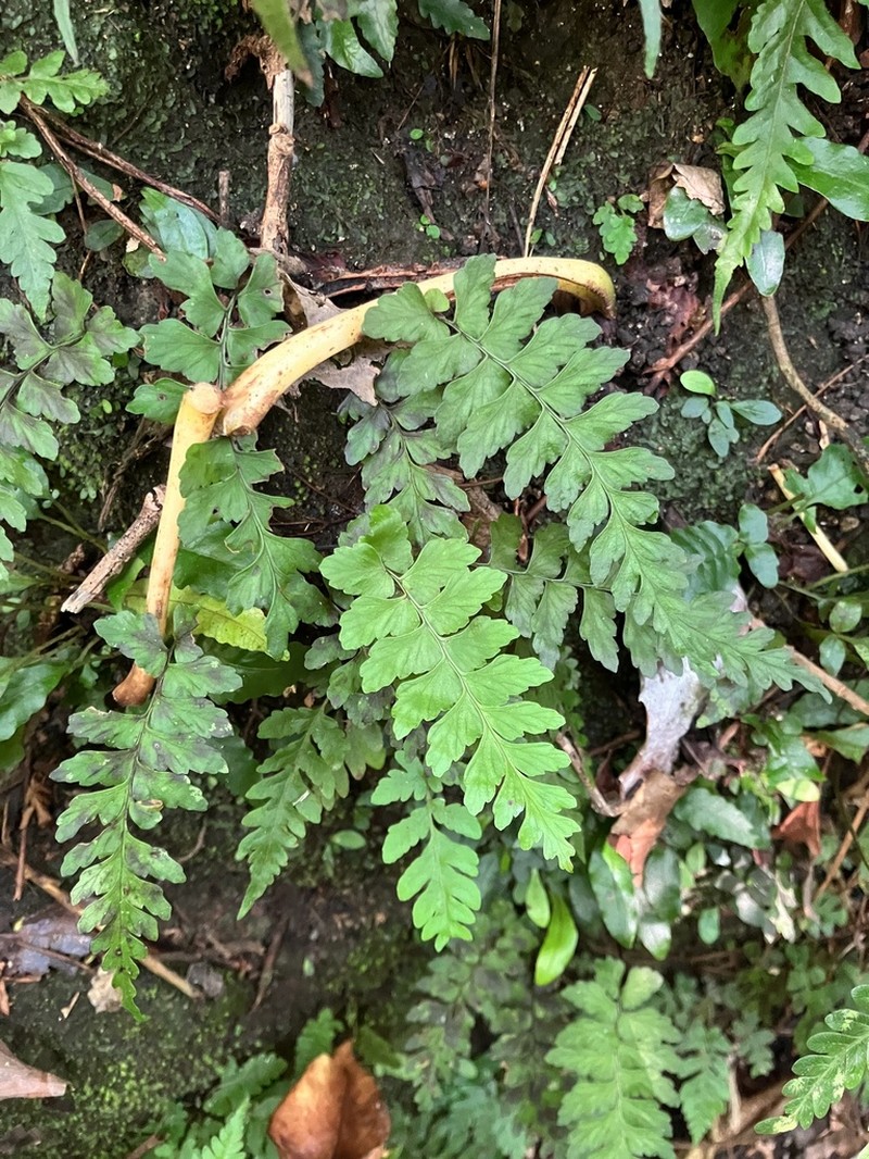 Hymenasplenium subnormale photo 3