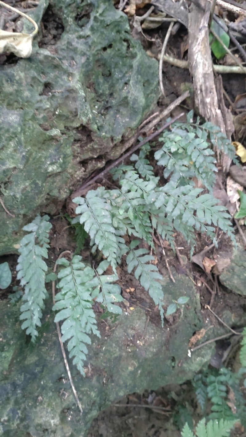 Hymenasplenium subnormale photo 4