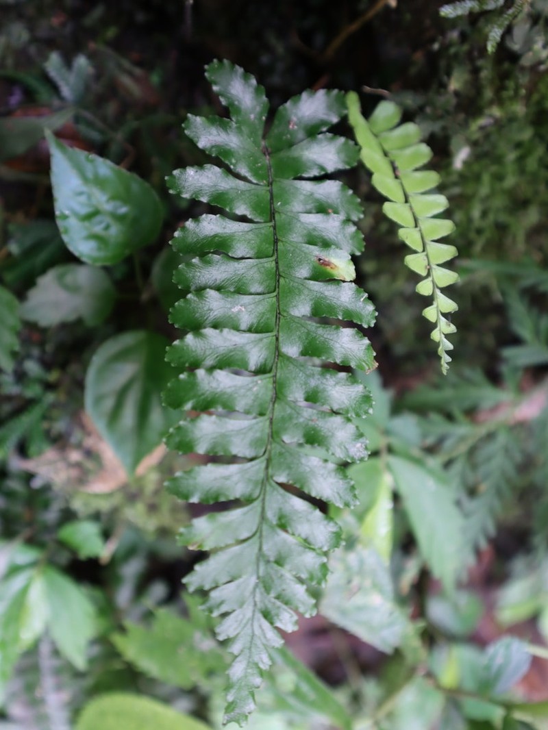 Hymenasplenium subnormale photo 5