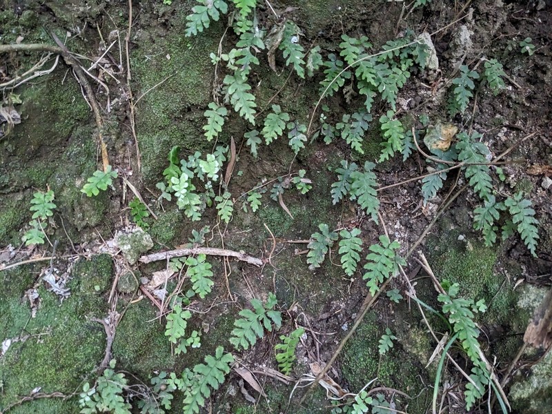 Hymenasplenium subnormale photo 6