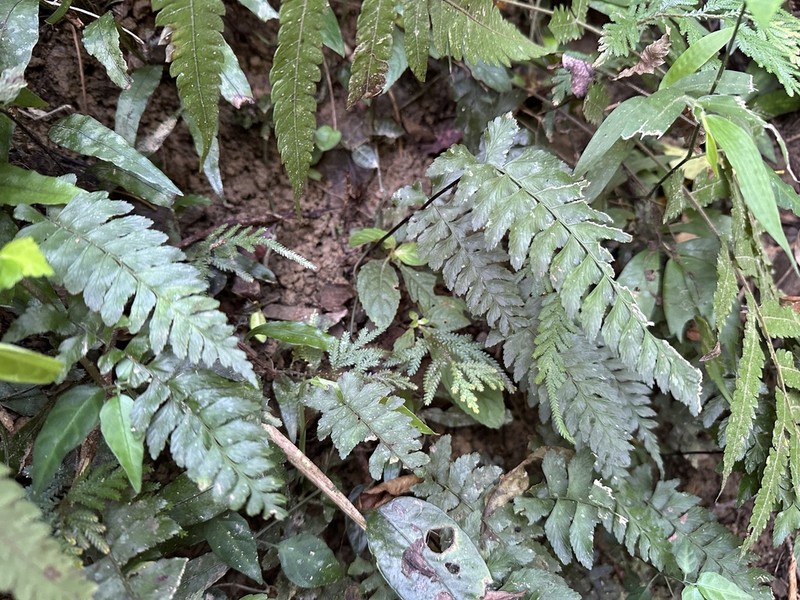 Hymenasplenium subnormale photo 7