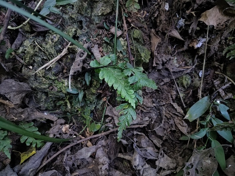 Hymenasplenium subnormale photo 8
