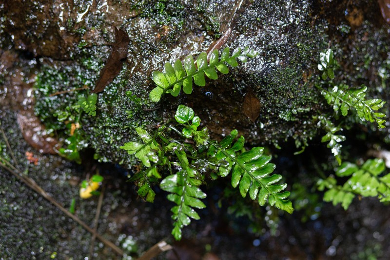 Hymenasplenium triquetrum