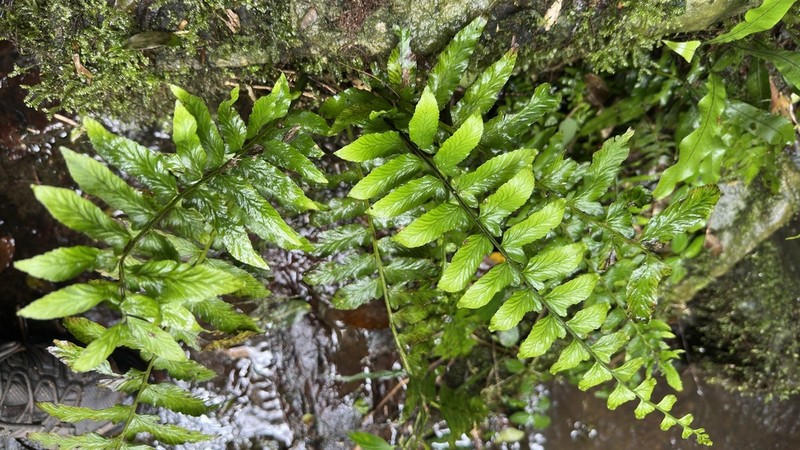 Hymenasplenium triquetrum photo 2