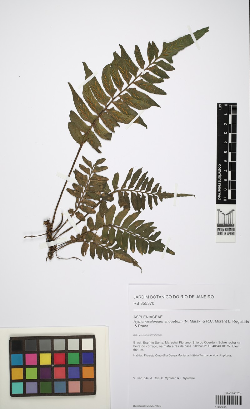 Hymenasplenium triquetrum photo 4