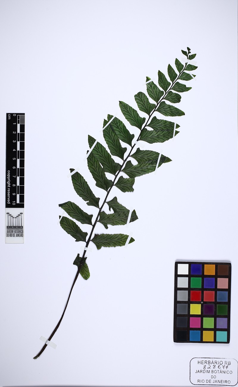 Hymenasplenium triquetrum photo 5