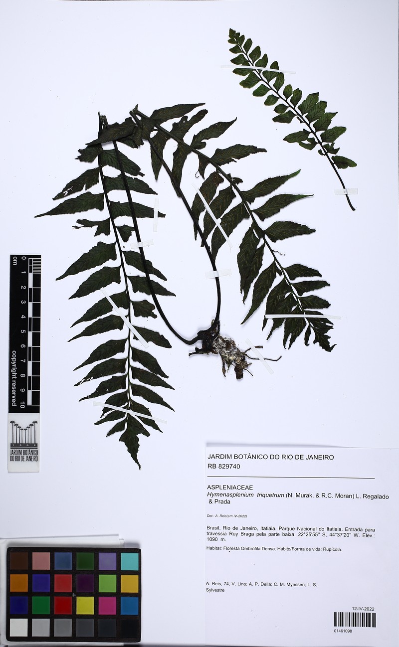 Hymenasplenium triquetrum photo 6