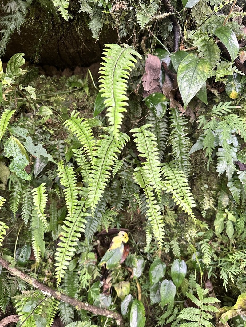 Pamohe