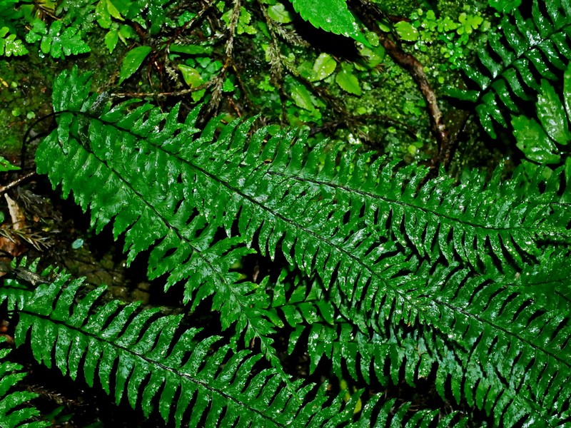 Pamohe photo 7