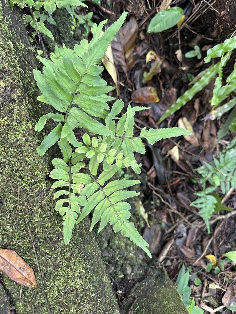 Hymenasplenium volubile