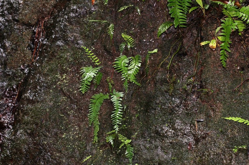 Hymenasplenium volubile photo 2