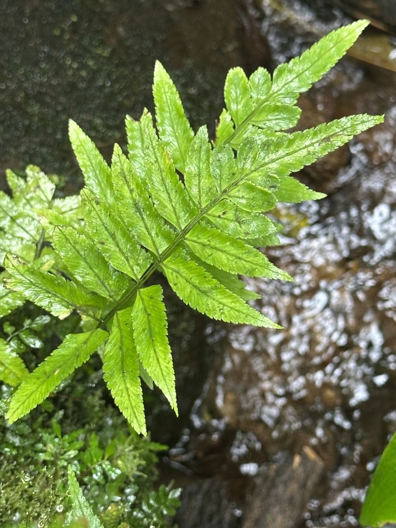 Hymenasplenium volubile photo 3
