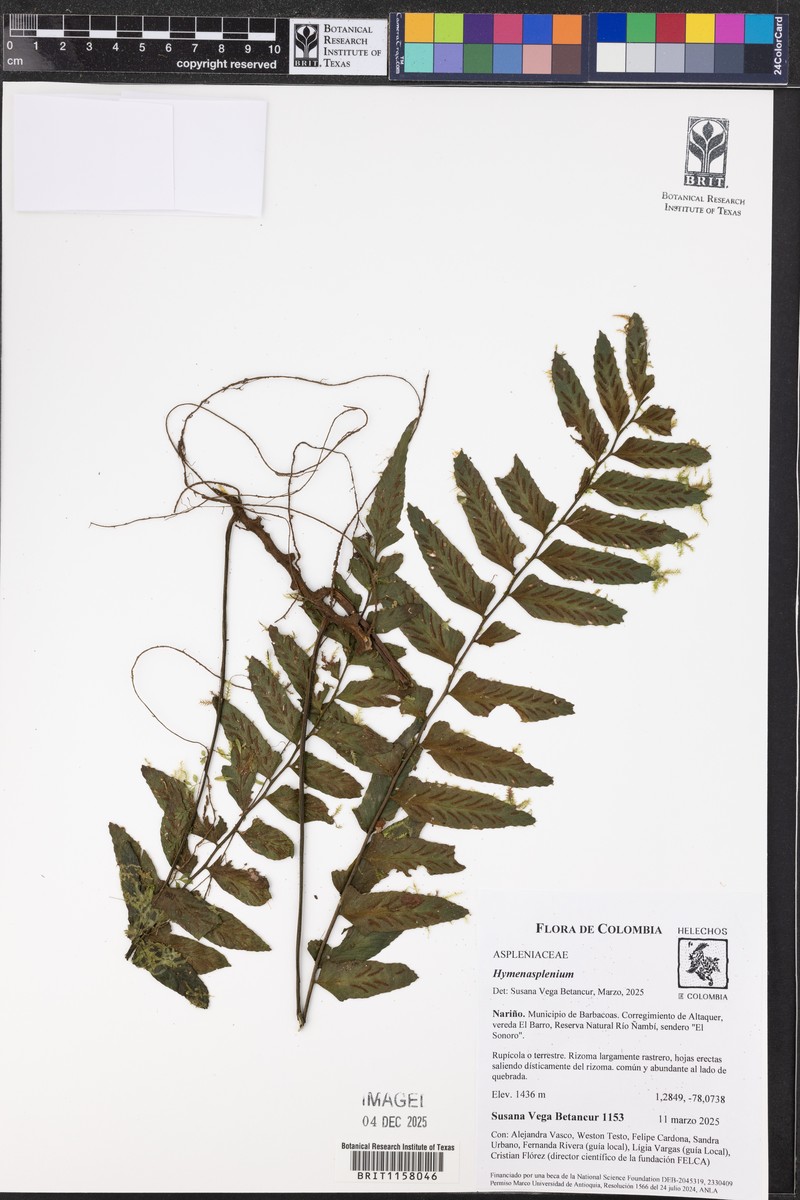 Hymenasplenium volubile photo 4