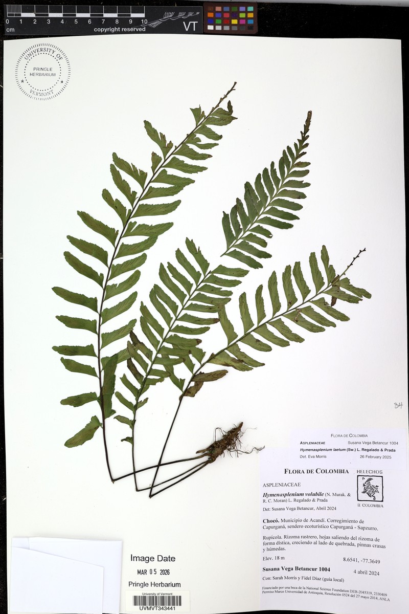 Hymenasplenium volubile photo 5